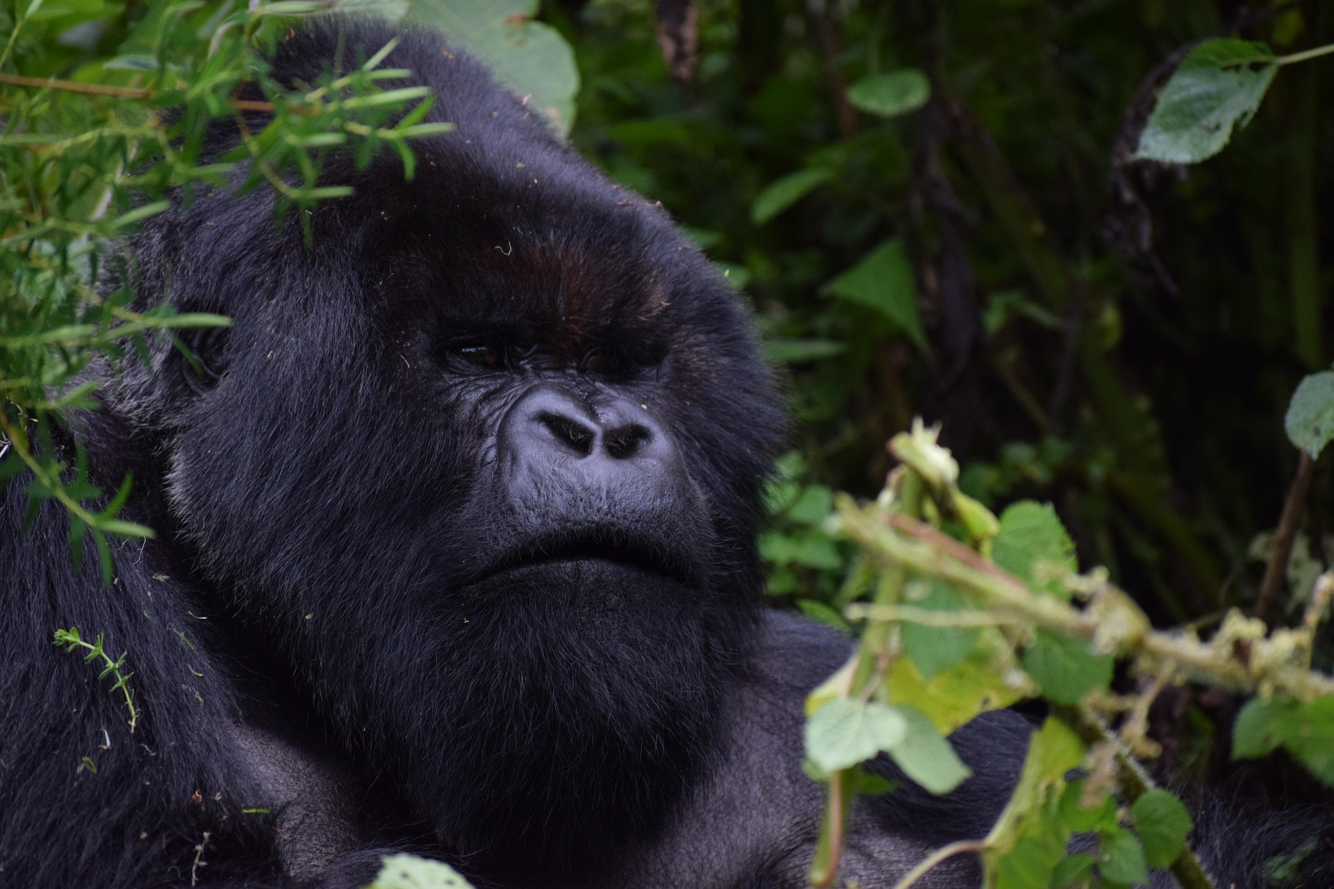 Rwanda Uganda Safaris and Tours