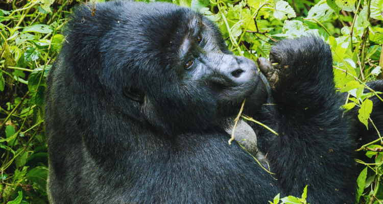 Uganda Gorilla Tours