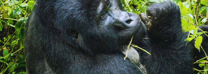 Uganda Gorilla Tours