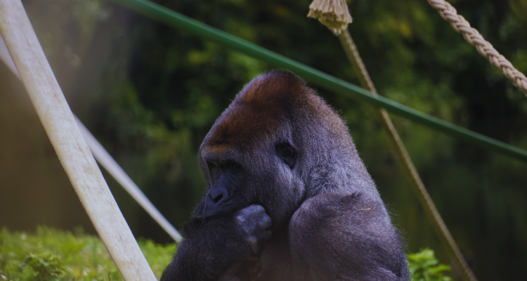 Uganda Gorilla Trekking