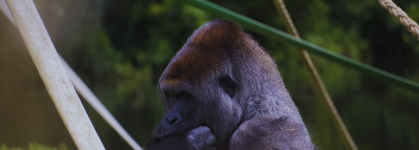 Uganda Gorilla Trekking