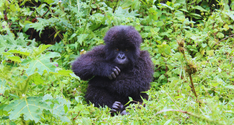 Uganda Gorilla Tours