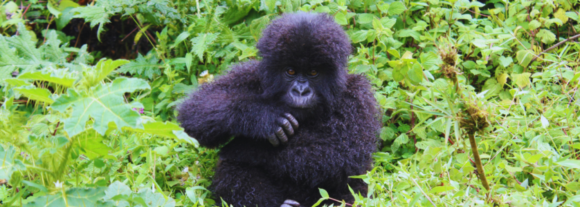 Uganda Gorilla Tours