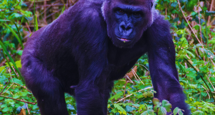Gorilla Safaris Rwanda