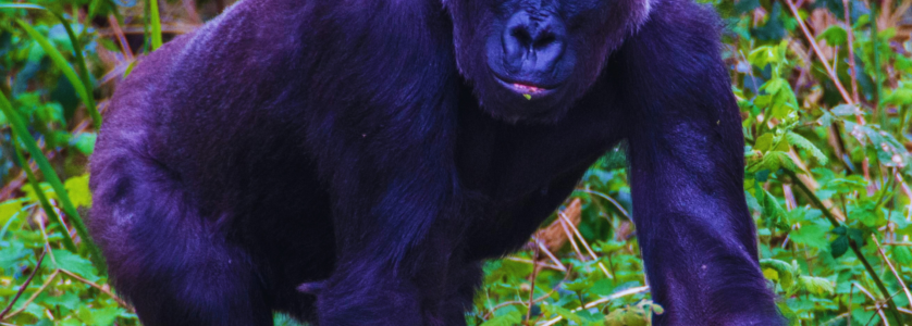 Gorilla Safaris Rwanda