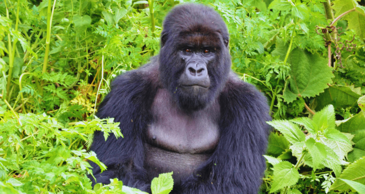 Uganda Gorilla Trekking