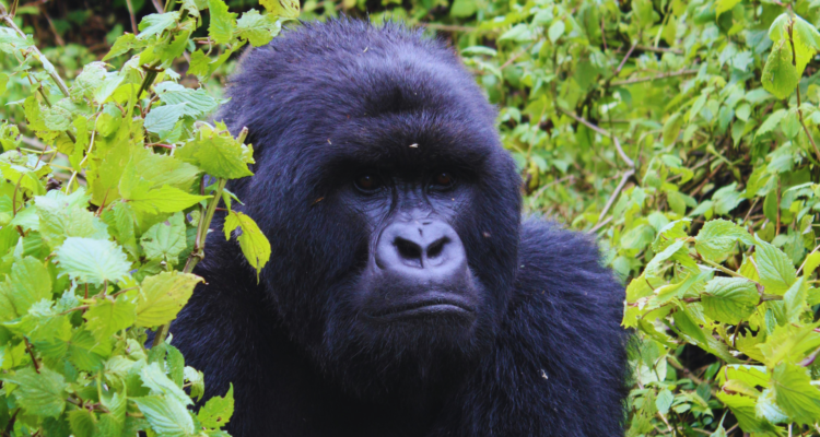 Gorilla Trekking Uganda