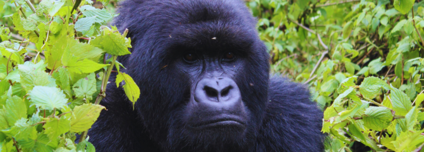 Gorilla Trekking Uganda