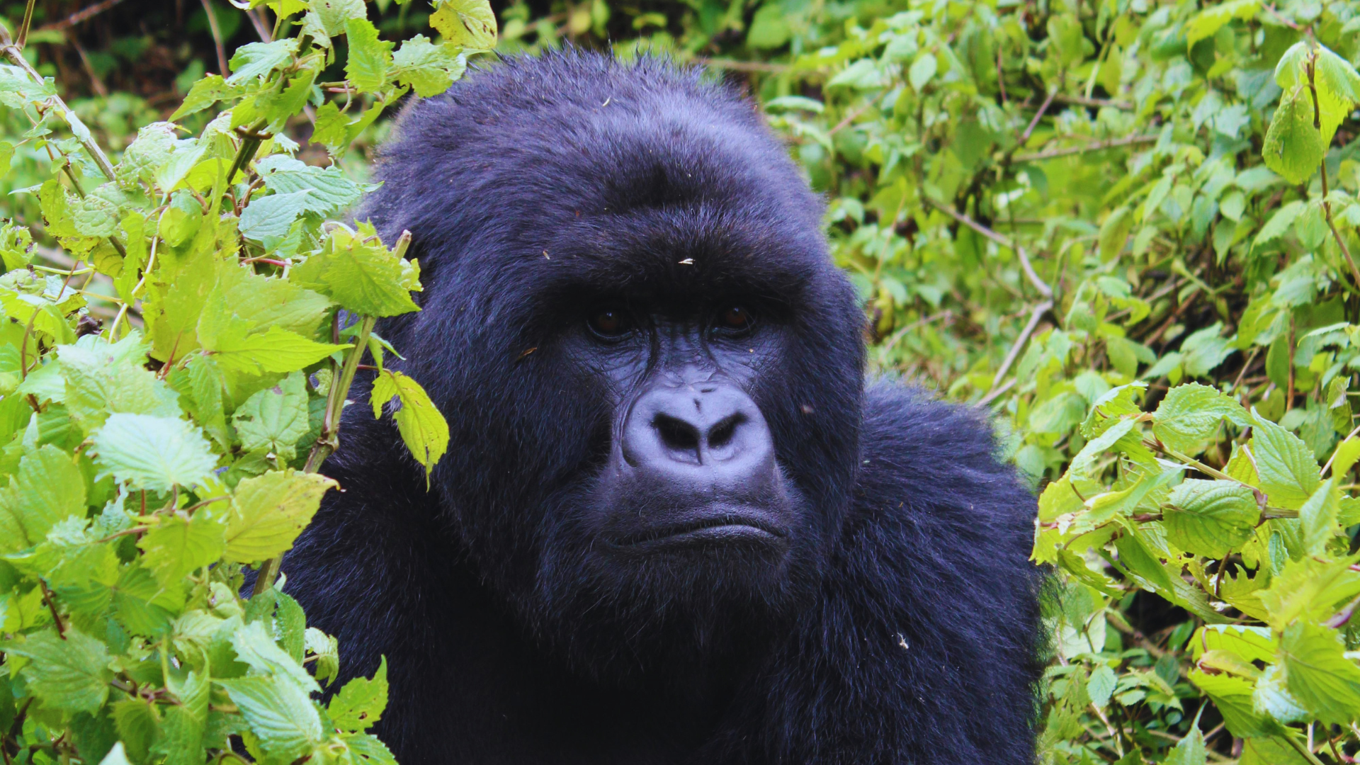 Congo Attractions