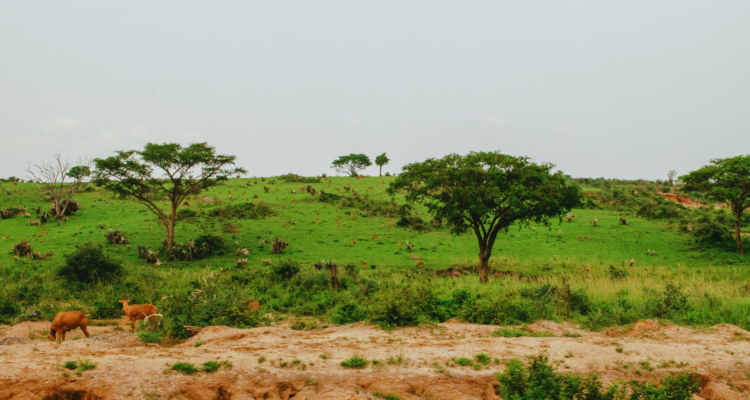 Uganda Safari Packages