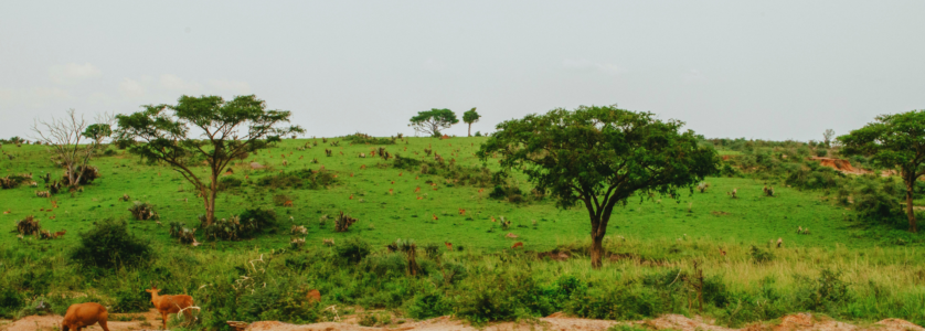 Uganda Safari Packages